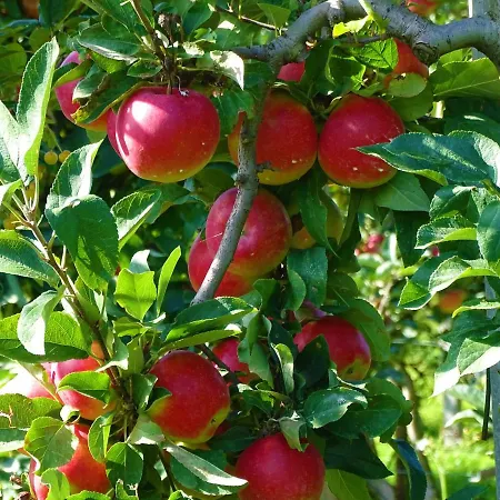 فندق مبيت وإفطار De Oude Stoffeerderij