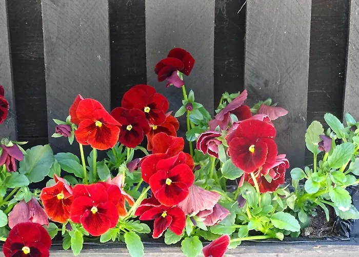 De Oude Stoffeerderij Oda ve Kahvaltı 3*