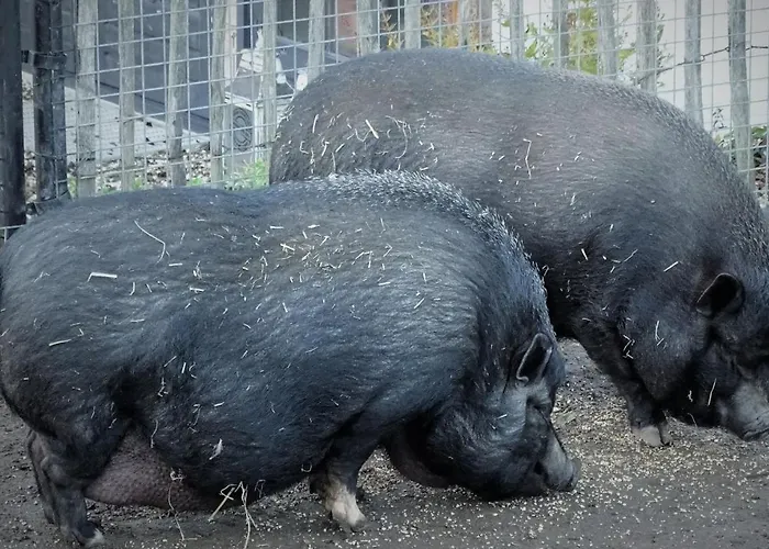De Oude Stoffeerderij Dussen
