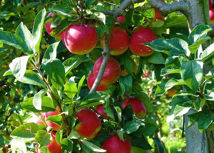 Alojamento de Acomodação e Pequeno-almoço De Oude Stoffeerderij