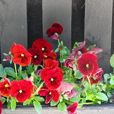 De Oude Stoffeerderij ベッド・アンド・ブレックファスト 3*