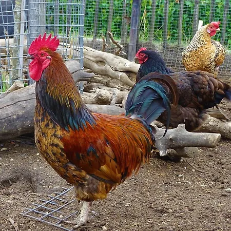 De Oude Stoffeerderij 3* Dussen