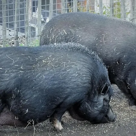 De Oude Stoffeerderij Dussen