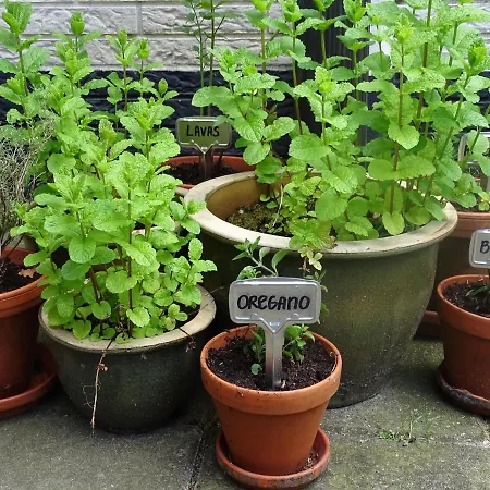 De Oude Stoffeerderij Dussen