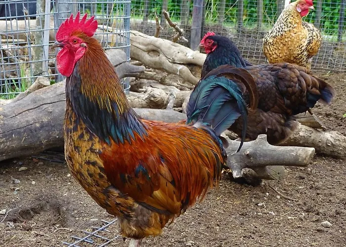 De Oude Stoffeerderij 3* Dussen